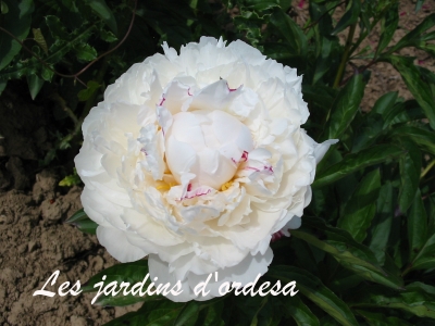 Paeonia duchesse de nemours